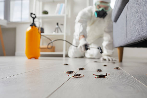 Trusted Bed Bug Control service in Castlewood, VA - Nex Pest Control